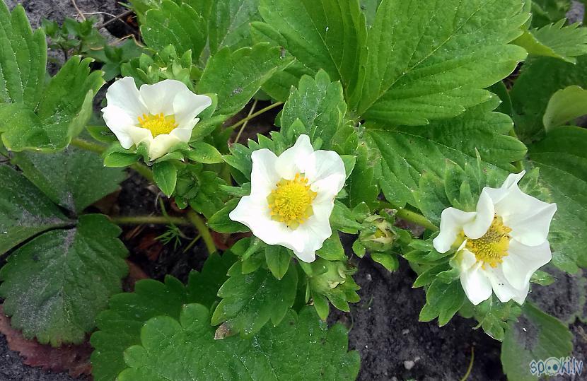Dārza zemenes Autors: rasiks Balti ziedi visapkārt