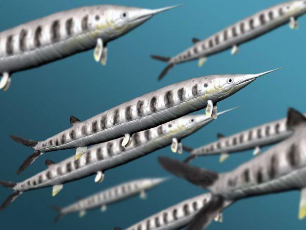 Plēsoņa zivs aspidorinhs... Autors: nikrider Juras perioda traģēdija. Pterozaurs medīja zivi, bet zivs medīja viņu.