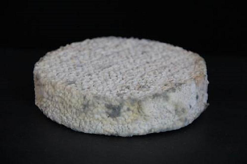 Hārvarda universitātes... Autors: Lestets Šis "cilvēku siers" ir izgatavots no slavenību padušu baktērijas
