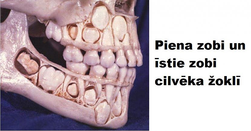 15 izglītojoši attēli par cilvēka ķermeni - Spoki