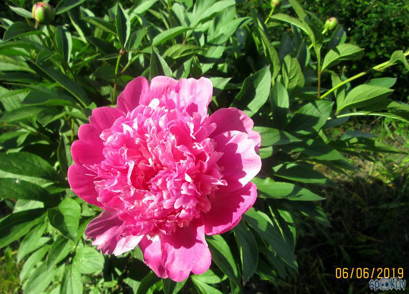 Sāk ziedēt rozā peonija un... Autors: rasiks Atkal manas puķes