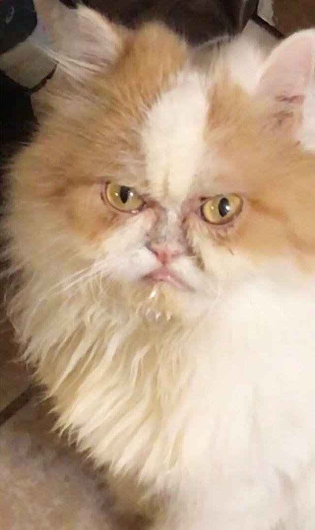  Autors: Fosilija Persiešu kaķis izskatās kā ļauns velns ar paģirām