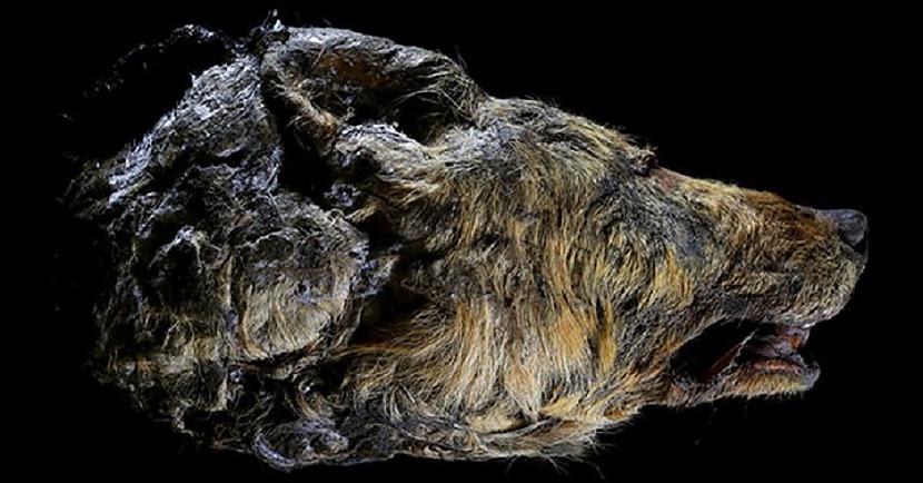 Par scarono atradumu tika... Autors: Lestets Sibīrijā atklātas milzīga 30 000 gadus veca vilka atliekas