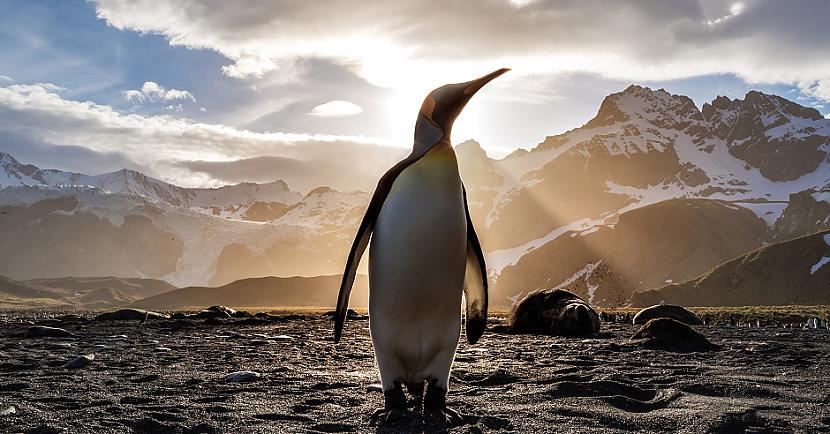 Drīz vien pēdas sākas... Autors: Lestets Šokējoši: Vai milzīgs pingvīns Floridā?