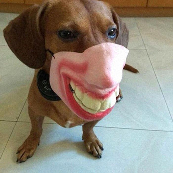  Autors: matilde Interneta hits: Suņu uzpurņi ar cilvēka seju
