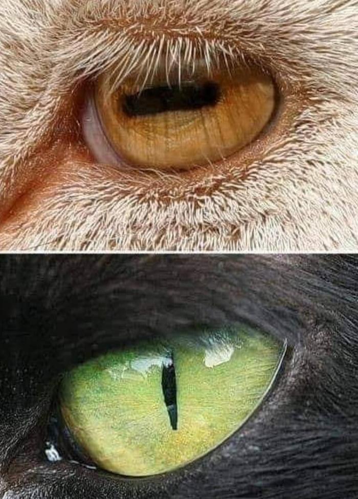 Medījamajiem dzīvniekiem acs... Autors: Lestets Vēl 19 fotogrāfijas no mūsu pārsteidzošās pasaules