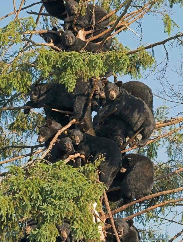 Tikai vairāki lāči kokā paga... Autors: Lestets Pārsteidzošā daba