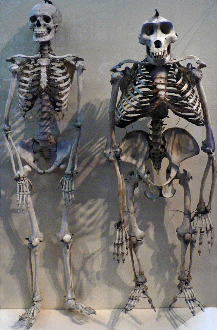 nbspCilvēka skelets... Autors: matilde 17 interesanti attēli, kas pierāda to, ka visu nosaka salīdzinājums