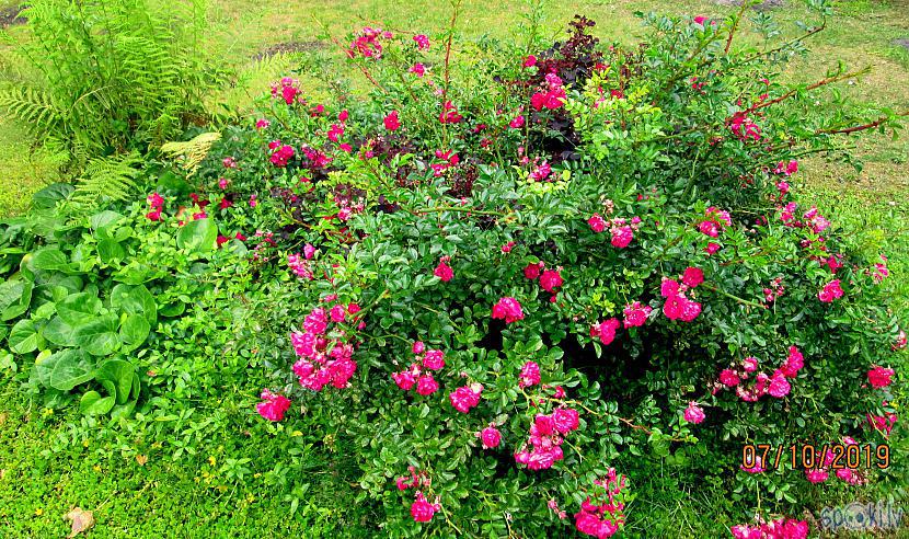 Priecē klājeniskā roze kā... Autors: rasiks Bildes no neprognozējamās vasaras