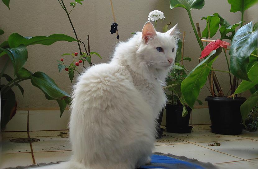  Autors: Fosilija Baltais skaistums. Turku Angoras kaķis