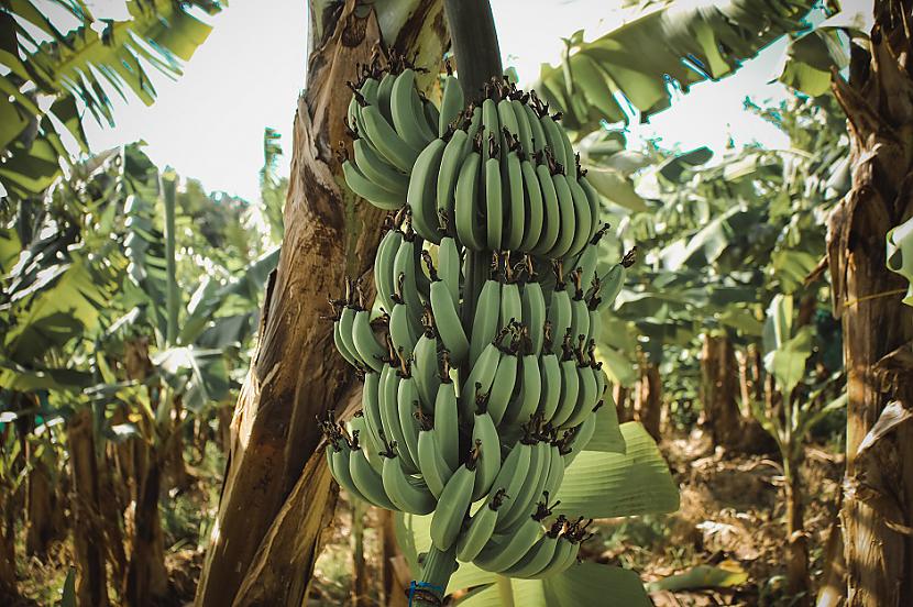 Banāni ir izliekti jo tie... Autors: Lestets 19 satriecoši fakti, kas atklās ko jaunu par pasauli