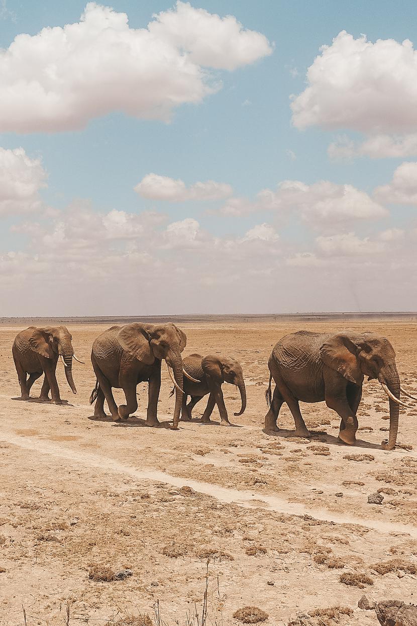 Redzējām 11 ziloņus migrējam Autors: ApskatsTV Ceļojums pa Āfriku!