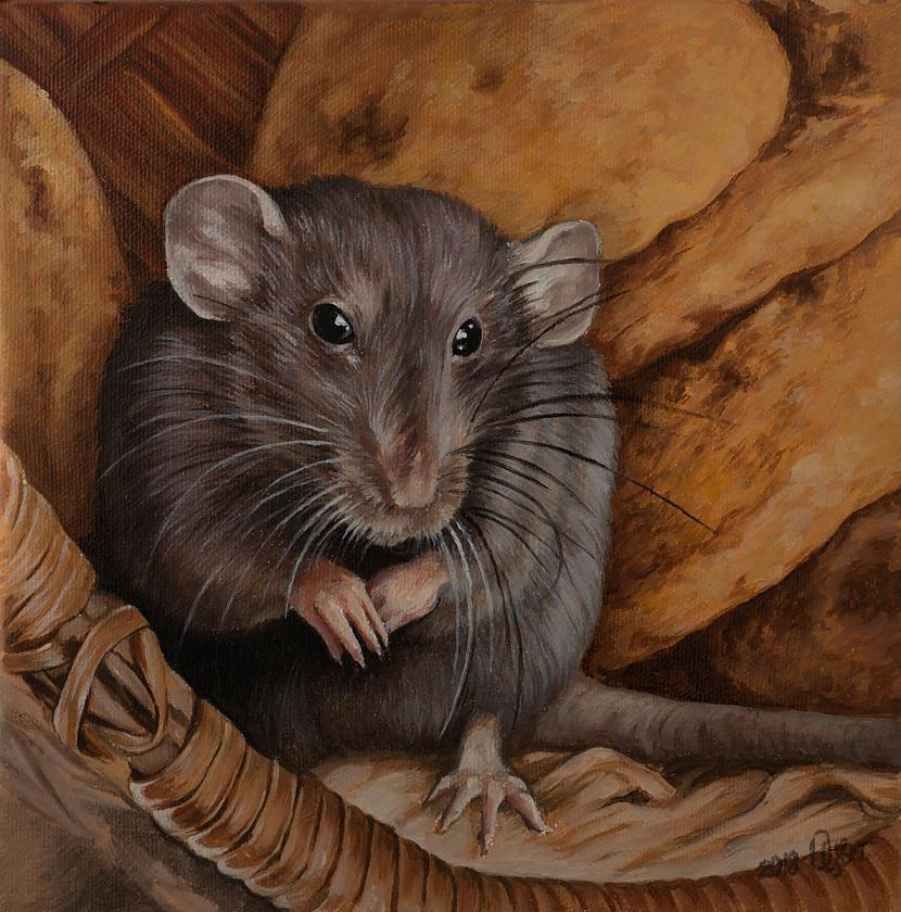 Miruscaronas pelesPeļu līķi... Autors: Artemiis Ļoti DĪVAINAS ārstniecības metodes vēsturē