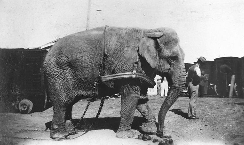 nbspPēc nāvesScaronādi... Autors: Fosilija Mērija - cirka zvaigzne un zilonis, kuru nogalināja par būšanu zilonim