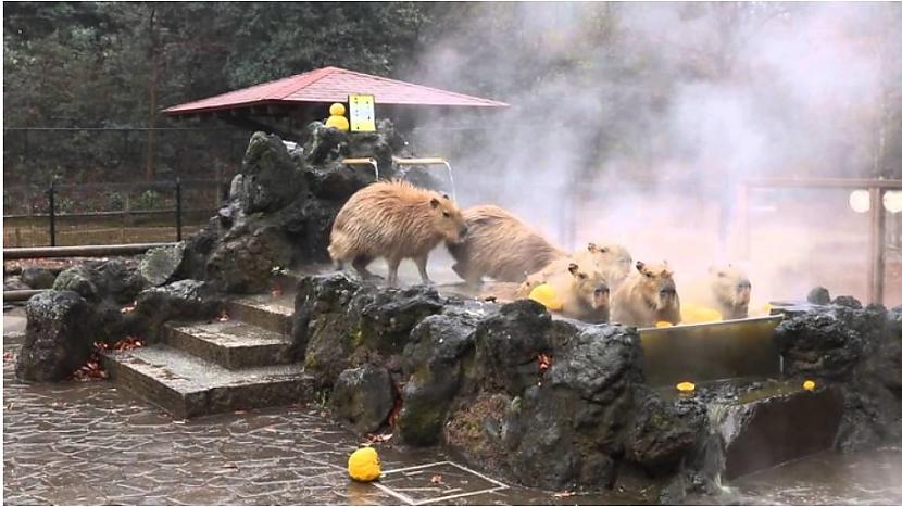 SPA kapibarām Japāņiem ļoti... Autors: The Diāna 17 iemesli, kāpēc Japāna ir dīvaina zeme