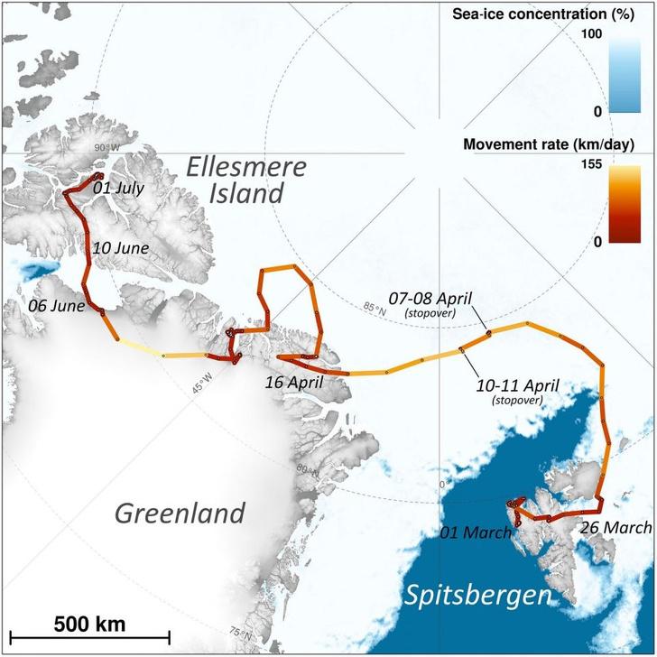 Arktiskās lapsas ceļojums... Autors: Lestets 18 paskaidrojošas kartes par mūsdienu pasauli