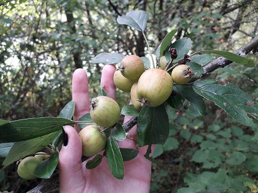 Mazi meža ābolīscaroni ēdami... Autors: Griffith Malvernas lauki un mežs, 8. septembris. 2/2 daļa.