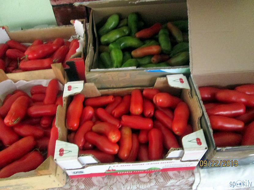 Gatavo tomātu jau iekrājies... Autors: rasiks Tomātu laiks