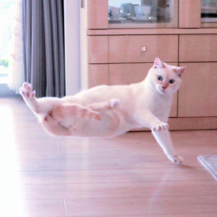  Autors: matilde Par interneta sensāciju kļuvis dejojošais kaķis no Japānas