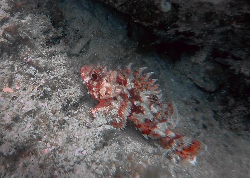 SkorpionzivsSkorpionzivīm uz... Autors: The Travel Snap Kas slēpjas Vidusjūras ūdeņos