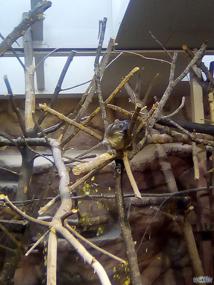 Klinscaronu damans dzīvo vienā... Autors: Drakonvīrs Rudens Rīgas zooloģiskajā dārzā