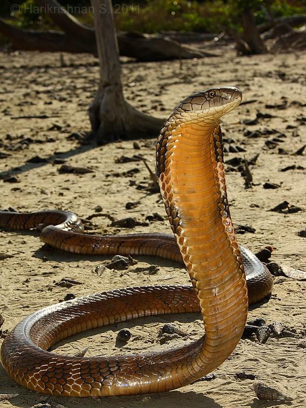 Spļaujoscaronās čūskasDaudzas... Autors: Fosilija Vai visas čūskas ir indīgas?