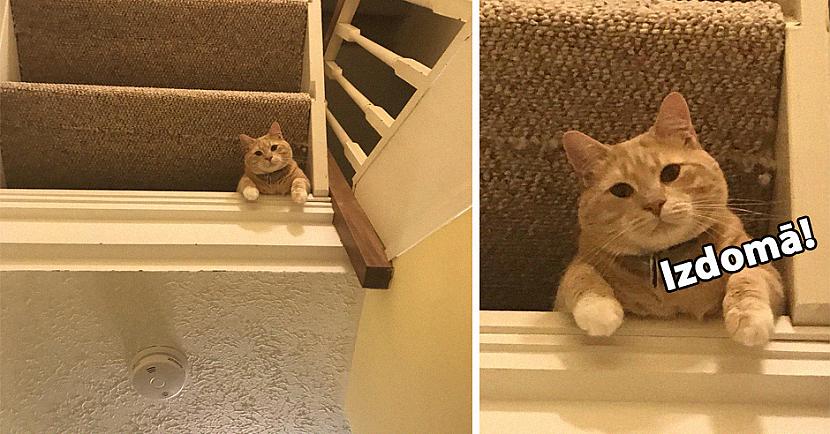 nbspDūmu detektors kāpnes uz... Autors: matilde Parasta kaķa bilde, kas salauza internetu. Vai tu zini, kā viņš tur nokļuva?