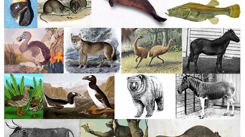 TESTS: Vai spēj nosaukt visus šos izmirušos dzīvniekus?