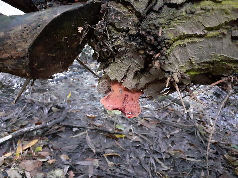 Beefsteak fungus  viena no... Autors: Griffith Dažādas bildes no agra Novembra, 2019. 1/2