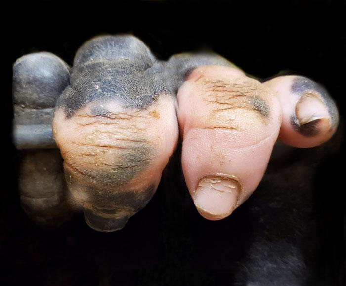 nbspZooloģiskā dārza... Autors: matilde Cilvēkus pārsteigusi gorilla, kuras pirksti līdzinās cilvēka pirkstiem
