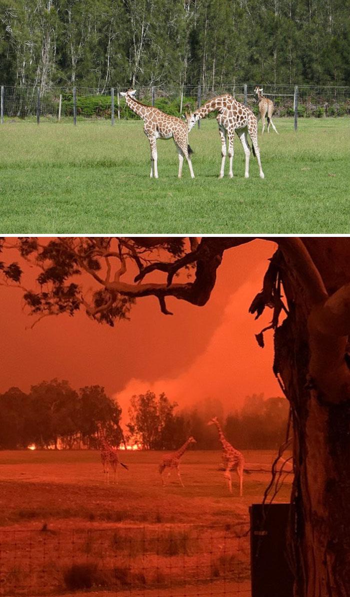 nbspMogo savvaļas parksnbsp Autors: Lestets 19 fotogrāfijas no Austrālijas: Pirms un pēc mežu ugunsgrēkiem