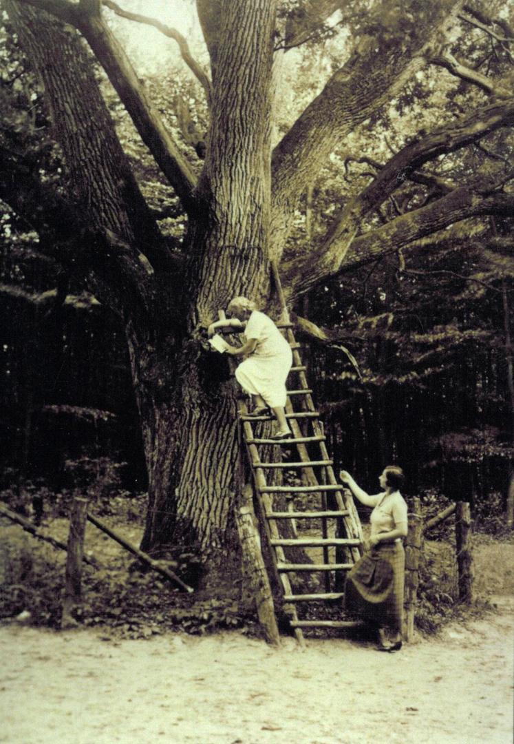 1890gadā kāda vietējā meitene... Autors: The Diāna Šis, iespējams, ir romantiskākais koks pasaulē