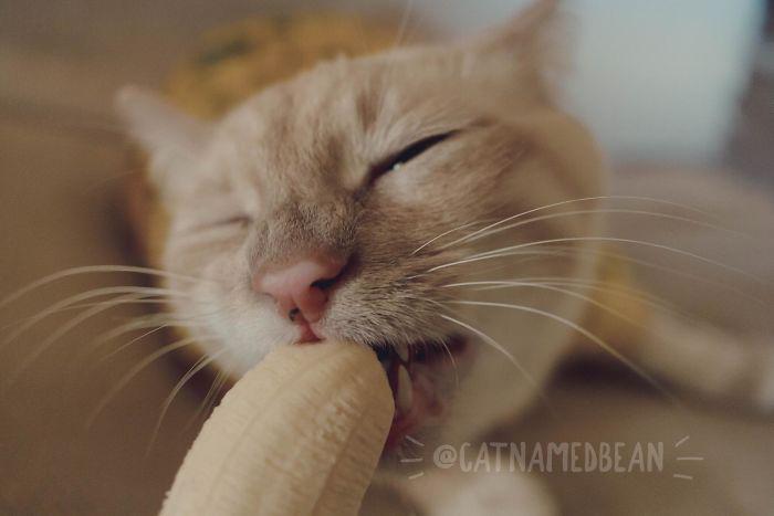  Autors: matilde Kaķis, kuram garšo banāni, un viņa saimnieks, kuram tas šķiet neķītri