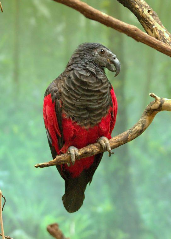 Tā ir endēmiska papagaiļu suga... Autors: Lestets Drakulas papagailis, iespējams, ir skaistākais un biedējošākais putns pasaulē