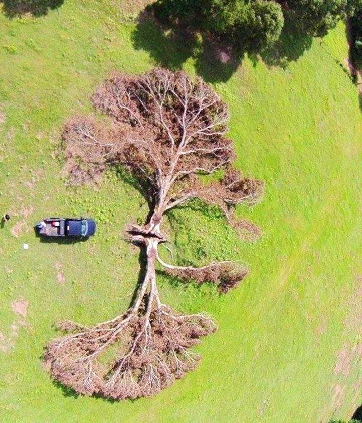 Zibens sasperts koks Precīzi... Autors: Lestets 14 tik iespaidīgas fotogrāfijas, ka tās vairs nešķiet īstas