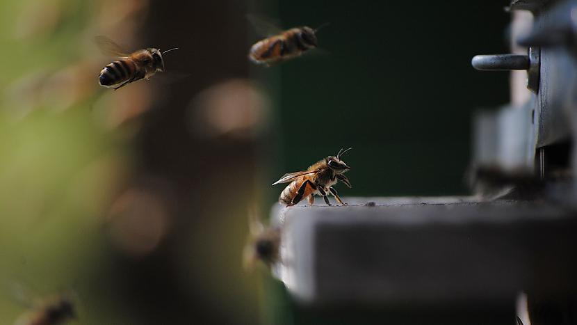 BitesTo nozīme nav... Autors: Lestets 10 kukaiņi, kurus mums nevajadzētu nogalināt