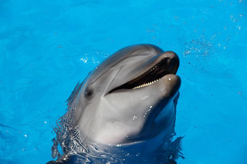 Delfīni var runāt miegāFranču... Autors: Lestets 12 fakti par dzīvniekiem, kas tos padara cilvēcīgākus par pašiem cilvēkiem