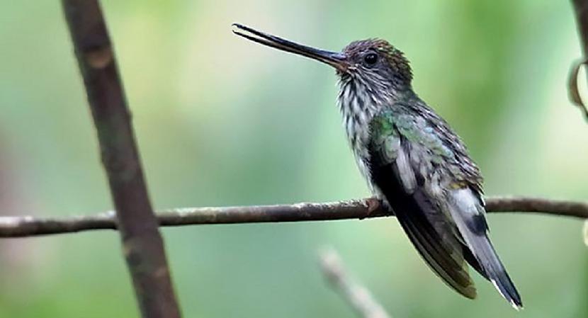 Kolibri ir mīļi putniņi... Autors: Lestets 15 interesanti dzīvnieku fakti, kas mūs var pārsteigt