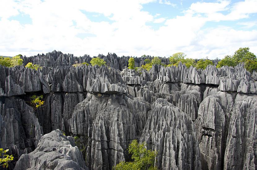 Madagaskarā ir quotmežs nevis... Autors: 90w@speles Interesanti fakti.