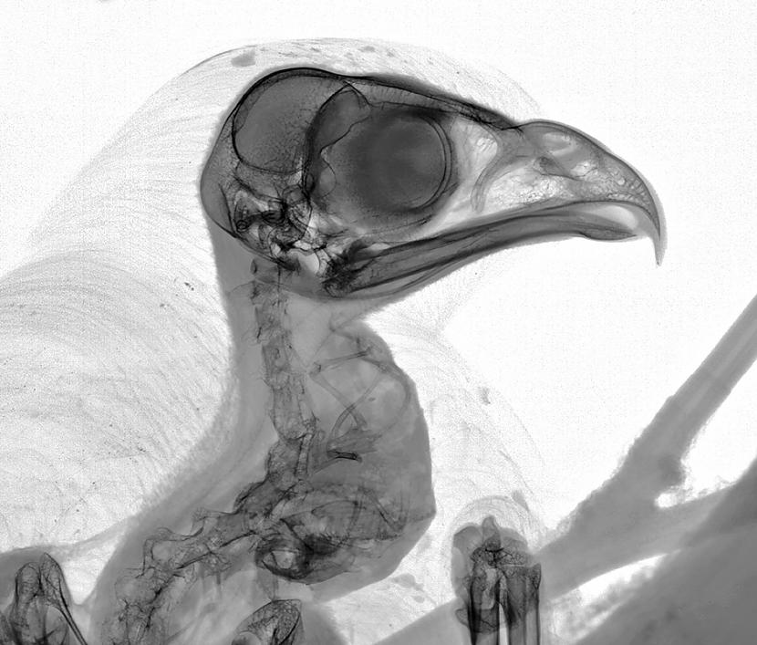 Klijāns Putns kurscaron mīt... Autors: The Diāna Apbrīnojamā pasaule: Dzīvnieku rentgenuzņēmumi