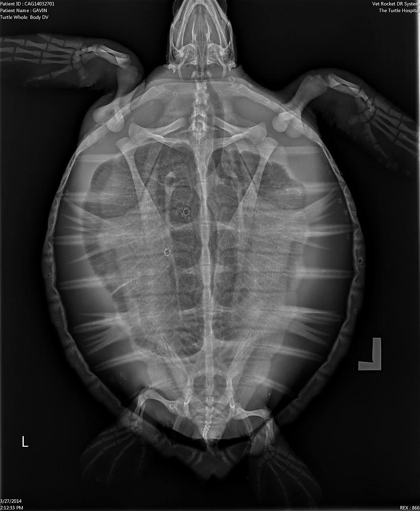 Bruņurupucis Autors: The Diāna Apbrīnojamā pasaule: Dzīvnieku rentgenuzņēmumi