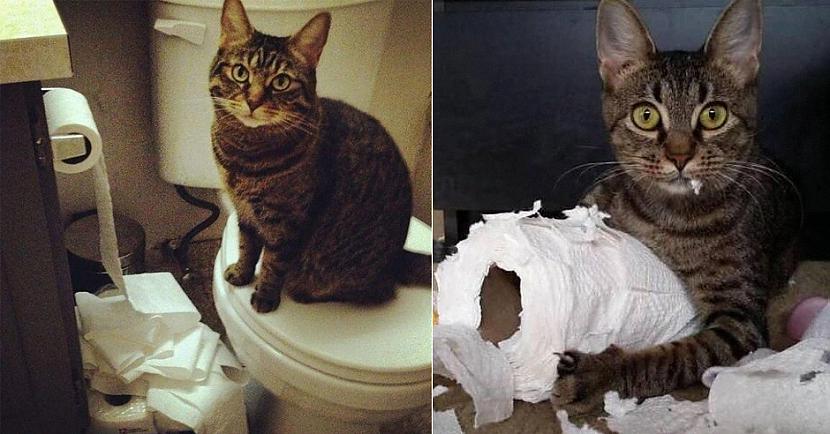 Vai tavs kaķis arī tā dara Autors: Fosilija Šīs bildes pierāda, ka kaķiem ļoti patīk spēlēties un plosīt tualetes papīru