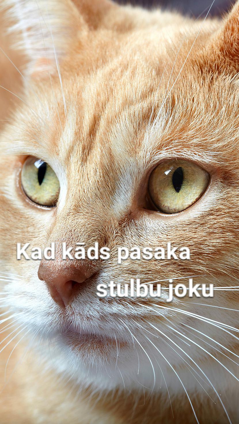  Autors: Komentētāja  9 kaķu memes