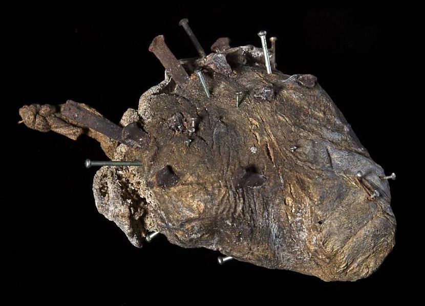 Aitas sirds kurā iesistas... Autors: Fosilija 25 biedējoši muzeju eksponāti