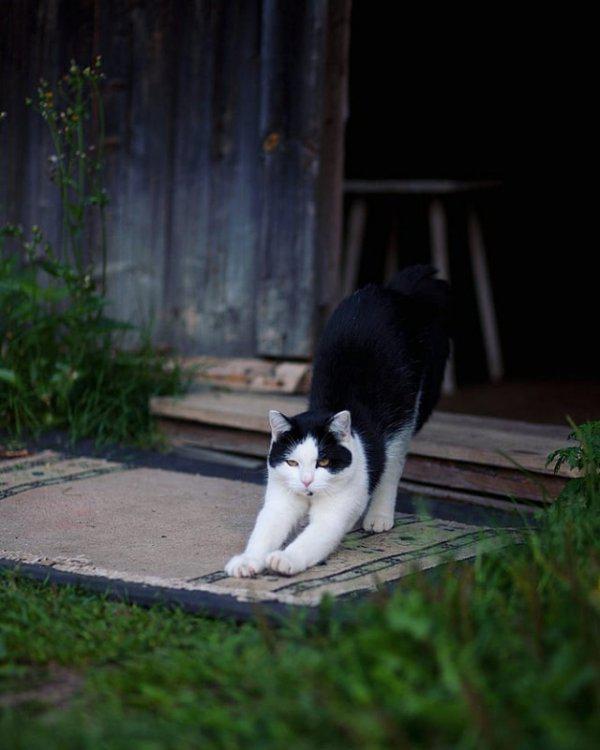  Autors: Fosilija Laukos kaķīšiem dzīve ir lieliska 😾