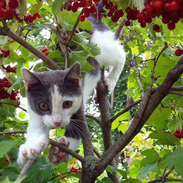  Autors: Fosilija Laukos kaķīšiem dzīve ir lieliska 😾