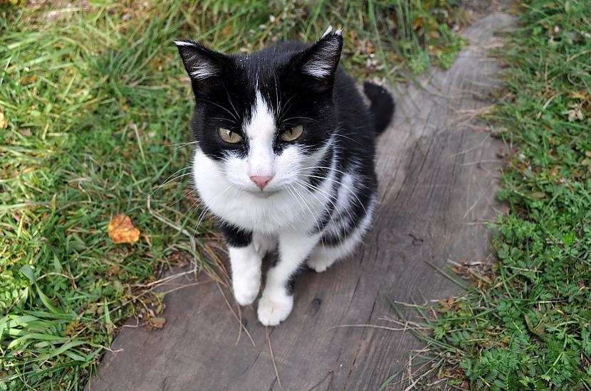  Autors: Fosilija Laukos kaķīšiem dzīve ir lieliska 😾