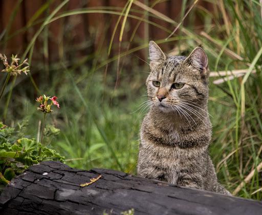  Autors: Fosilija Laukos kaķīšiem dzīve ir lieliska 😾