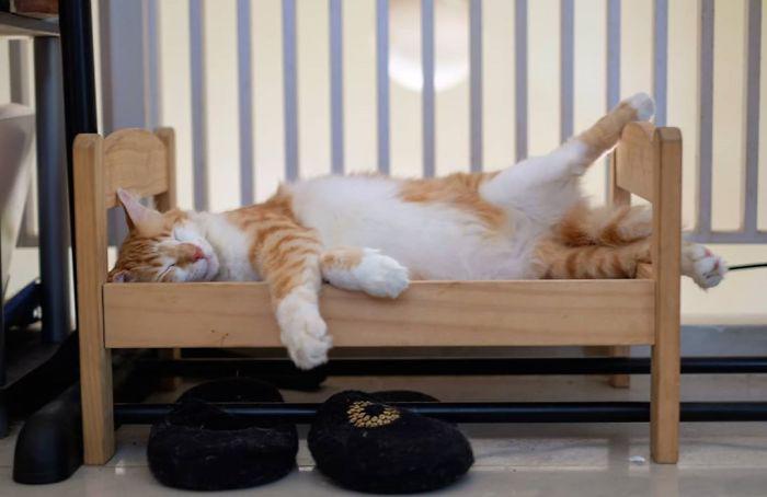  Autors: matilde Cilvēki pērk saviem mājdzīvniekiem IKEA gultiņas, kas domātas rotaļlietām