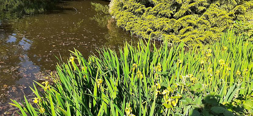 Dzeltenie īrisi te bieži dīķos... Autors: Griffith Parks pilnos ziedos.